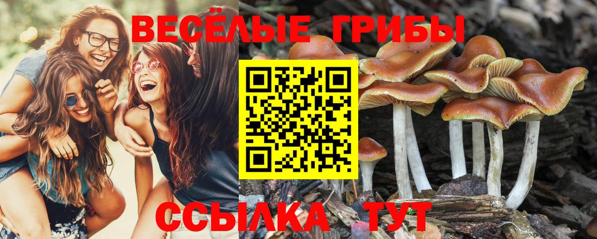 Псилоцибиновые грибы Psilocybine cubensis Нижневартовск
